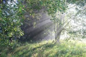 Strom jako brána do vnitřního&nbsp;světa